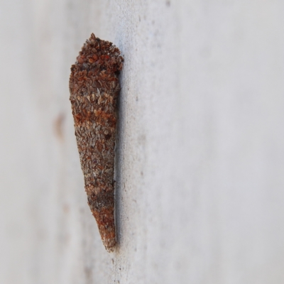 Lepidoscia (genus) IMMATURE (Unidentified Cone Case Moth larva, pupa, or case) at Higgins Woodland - 2 Dec 2023 by Trevor