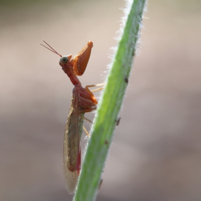 Campion sp. (genus) (Mantis Fly) at Higgins Woodland - 2 Dec 2023 by Trevor