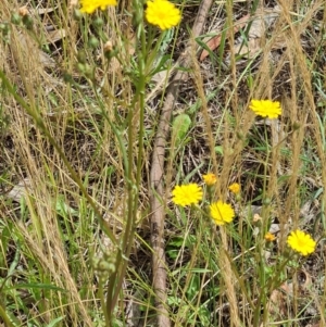 Crepis capillaris at Little Taylor Grassland (LTG) - 3 Dec 2023 10:50 AM