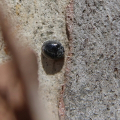 Coccinellidae (family) (Unidentified lady beetle) at Higgins Woodland - 3 Dec 2023 by MichaelWenke