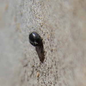 Coccinellidae (family) at Higgins Woodland - 3 Dec 2023