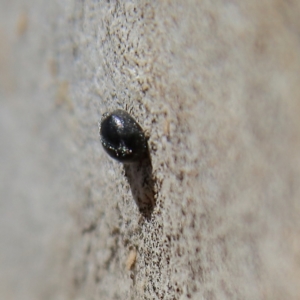 Coccinellidae (family) at Higgins Woodland - 3 Dec 2023 09:28 AM