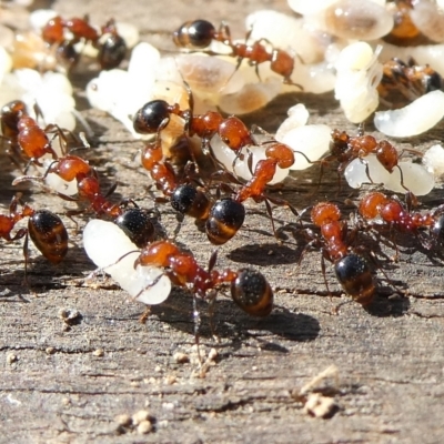 Monomorium sp. (genus) (A Monomorium ant) at Charleys Forest, NSW - 2 Dec 2023 by arjay
