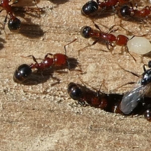 Monomorium sp. (genus) at QPRC LGA - suppressed