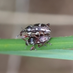 Aoplocnemis rufipes (A weevil) at QPRC LGA - 3 Dec 2023 by LisaH