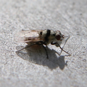 Anthomyia vicarians at Higgins Woodland - 3 Dec 2023 09:35 AM