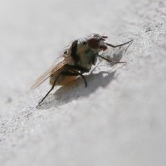 Anthomyia vicarians at Higgins Woodland - 3 Dec 2023 09:35 AM