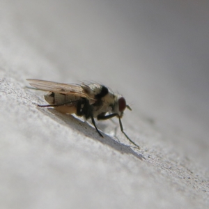 Anthomyia vicarians at Higgins Woodland - 3 Dec 2023 09:35 AM