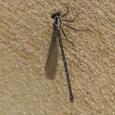 Austroargiolestes icteromelas (Common Flatwing) at Mongarlowe, NSW - 3 Dec 2023 by LisaH