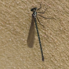 Austroargiolestes icteromelas (Common Flatwing) at Mongarlowe, NSW - 3 Dec 2023 by LisaH