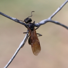 Formicidae (family) (Unidentified ant) at Higgins Woodland - 3 Dec 2023 by MichaelWenke