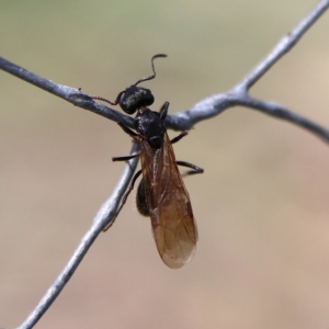 Formicidae (family) at Higgins Woodland - 3 Dec 2023