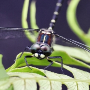 Eusynthemis brevistyla at QPRC LGA - 3 Dec 2023