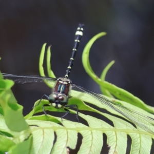 Eusynthemis brevistyla at QPRC LGA - 3 Dec 2023