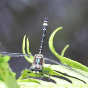 Eusynthemis brevistyla at QPRC LGA - 3 Dec 2023