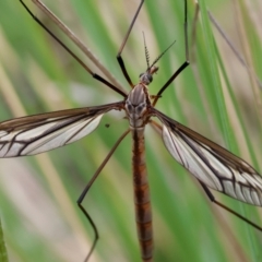 Unidentified Crane fly, midge, mosquito or gnat (several families) at QPRC LGA - 3 Dec 2023 by LisaH