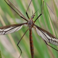 Geranomyia sp. (genus) at Mongarlowe, NSW - 3 Dec 2023 by LisaH