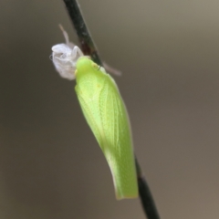 Siphanta acuta (Green planthopper, Torpedo bug) at Higgins Woodland - 2 Dec 2023 by Trevor