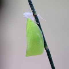 Siphanta acuta at Higgins Woodland - 3 Dec 2023 09:47 AM