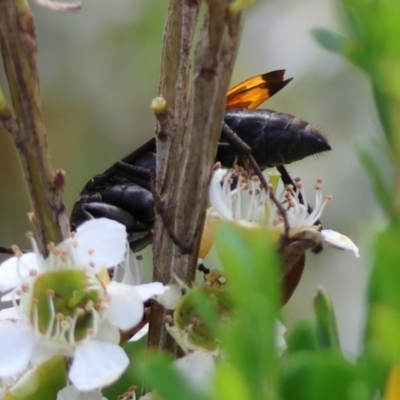 Calopompilus sp. (genus) (Spider wasp) at QPRC LGA - 3 Dec 2023 by LisaH