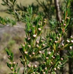 Kunzea ericoides (Burgan) at Yass River, NSW - 2 Dec 2023 by SenexRugosus