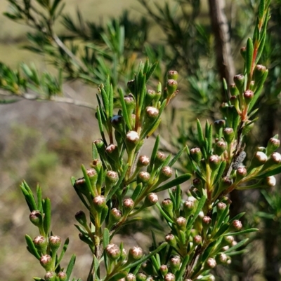 Kunzea ericoides (Burgan) at Yass River, NSW - 3 Dec 2023 by SenexRugosus