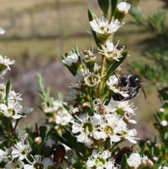 Kunzea ericoides at Yass River, NSW - 3 Dec 2023