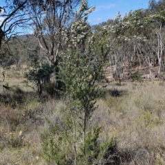Kunzea ericoides at Yass River, NSW - 3 Dec 2023