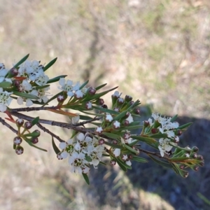 Kunzea ericoides at Yass River, NSW - 3 Dec 2023
