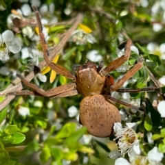 Neosparassus patellatus (Tasmanian Badge Huntsman) at QPRC LGA - 3 Dec 2023 by LisaH