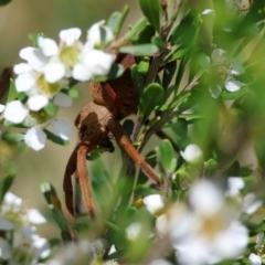 Neosparassus patellatus at QPRC LGA - suppressed