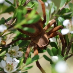 Neosparassus patellatus at QPRC LGA - 3 Dec 2023