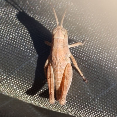 Phaulacridium vittatum (Wingless Grasshopper) at Wodonga, VIC - 2 Dec 2023 by KylieWaldon