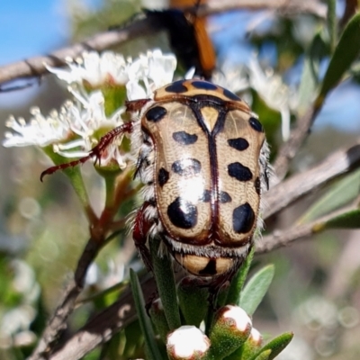 Neorrhina punctatum (Spotted flower chafer) at Yass River, NSW - 3 Dec 2023 by SenexRugosus