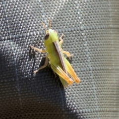 Praxibulus sp. (genus) (A grasshopper) at Wodonga, VIC - 2 Dec 2023 by KylieWaldon