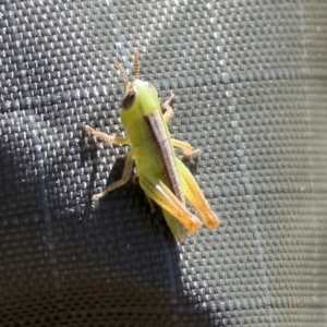 Praxibulus sp. (genus) at WREN Reserves - 3 Dec 2023