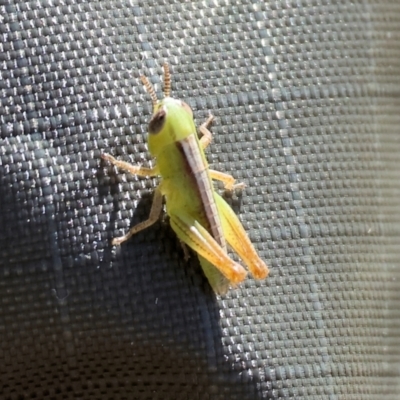 Praxibulus sp. (genus) (A grasshopper) at WREN Reserves - 3 Dec 2023 by KylieWaldon