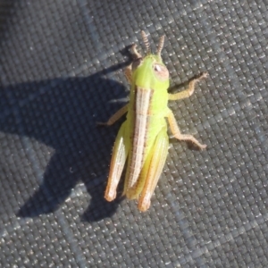 Praxibulus sp. (genus) at WREN Reserves - 3 Dec 2023 08:30 AM