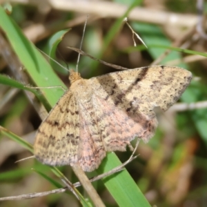 Scopula rubraria at QPRC LGA - suppressed