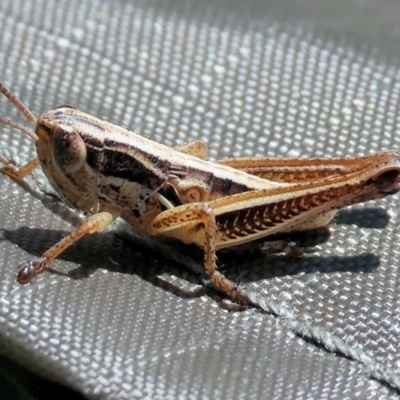Praxibulus sp. (genus) (A grasshopper) at Wodonga, VIC - 2 Dec 2023 by KylieWaldon