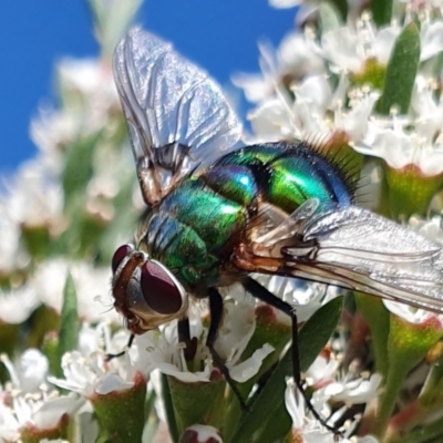 Rutilia (Chrysorutilia) formosa (A Bristle fly) at Yass River, NSW - 3 Dec 2023 by SenexRugosus