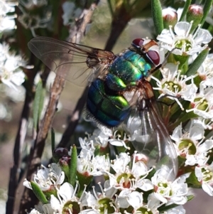 Rutilia (Chrysorutilia) formosa at Yass River, NSW - 3 Dec 2023