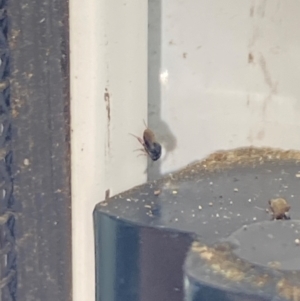 Chalcidoidea (superfamily) at Aranda, ACT - 3 Dec 2023