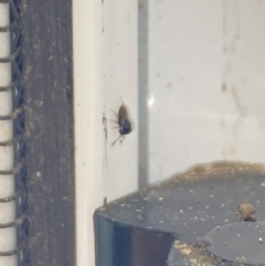 Chalcidoidea (superfamily) at Aranda, ACT - 3 Dec 2023