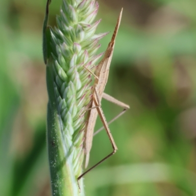 Acrida conica (Giant green slantface) at WREN Reserves - 2 Dec 2023 by KylieWaldon