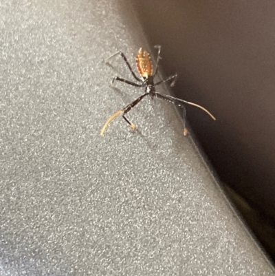 Gminatus australis (Orange assassin bug) at Aranda, ACT - 3 Dec 2023 by Jubeyjubes