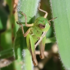 Praxibulus sp. (genus) (A grasshopper) at Wodonga, VIC - 2 Dec 2023 by KylieWaldon