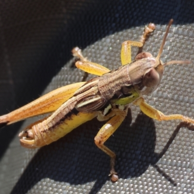 Praxibulus sp. (genus) (A grasshopper) at Wodonga, VIC - 2 Dec 2023 by KylieWaldon