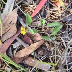 Goodenia hederacea (Ivy Goodenia) at Little Taylor Grasslands - 3 Dec 2023 by galah681