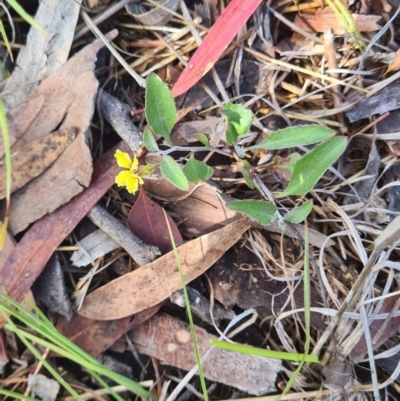 Goodenia hederacea (Ivy Goodenia) at Kambah, ACT - 2 Dec 2023 by galah681